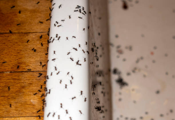 Best Termite Control Services  in Salix, PA