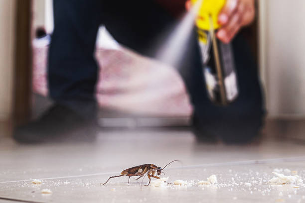 Flea Control Services in Salix, PA